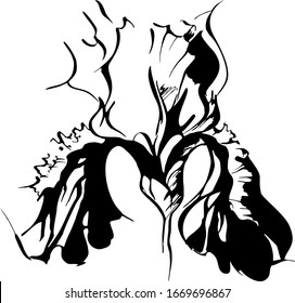 Imagen de una flor de iris. Imagen en blanco.