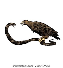 The image is isolated ilustration vector design of bald eagle and snake, spilornis cheela