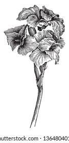 An image of Italia Canna flowers also known as orchid cannas flowers. Its flowers are soft and have streaming iris-like frameworks, vintage line drawing or engraving illustration.