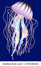 
Image of a jellyfish floating underwater. Blue background