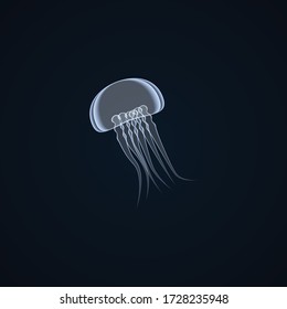Image of jellyfish on a dark background, wildlife, vector illustration
