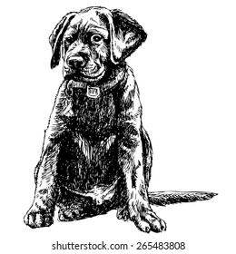 Image of Labrador Retriever hand drawn vector