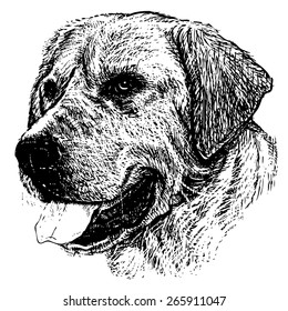 Image of Labrador Retriever hand drawn vector