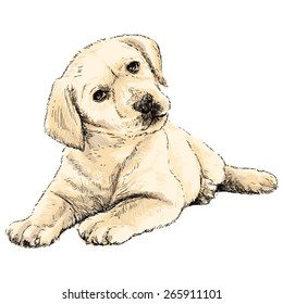 Image of Labrador Retriever puppy hand drawn vector