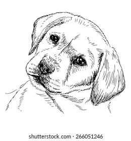 Image of Labrador Retriever puppy hand drawn vector