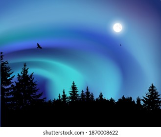 Image landscape. Silhouette of coniferous trees on the background of colorful sky.   Northern lights. 