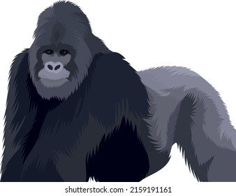 Image of a large black-walking gorilla