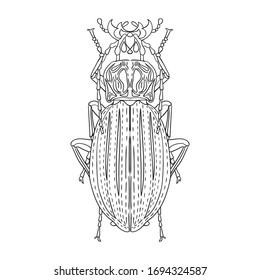 Image of a large horned beetle. Black and white image of an insect. Vector illustration for posters and prints.
