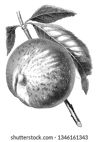 An image of a Late Admirable peach. The peach is a deciduous tree. It is mostly found in Northwest China between the Tarim Basin, vintage line drawing or engraving illustration.
