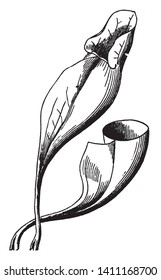 The image of Leaves of Pitcher-plant. And one pitcher plant of them cut off, vintage line drawing or engraving illustration.