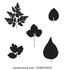 Image of leaves, vector illustration from a herbarium. Adobe Illustrator Artwork