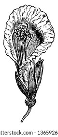 An image of Legume flower. They are one petal flower and long sepals appear downwards, vintage line drawing or engraving illustration.