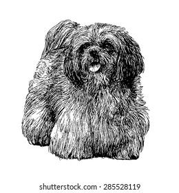 Image of Lhasa Apso hand drawn vector