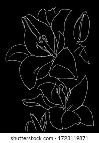 La imagen de los lirios en un fondo negro. Ilustración del vector