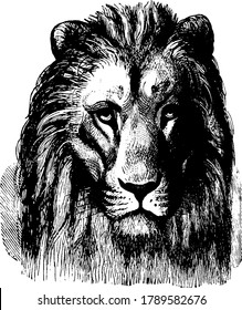 It is an image of lion, one side of lion is shown in the image, it is lion's head, vintage line drawing or engraving, vintage illustration.