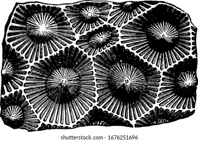 it is image of lithostrotion radiate, showing holes in it having tips in center of it, shows three different size of images in it, vintage line drawing or engraving 