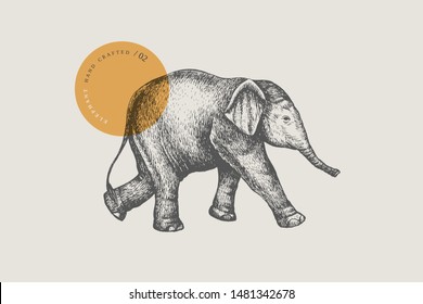 An image of a little Asian baby elephant drawn by graphic lines on a light isolated background. Vector illustration in engraving style.