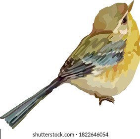 Image of a little Bird.Vector