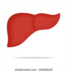 The image of the liver on white background