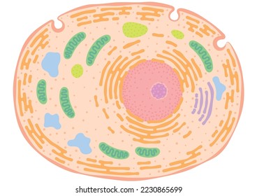Image of a living cell