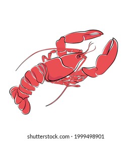 Image of Lobster, close up. White background. Vector.