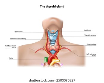 Image of the location of the thyroid gland. Vector illustration.