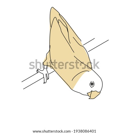 An image of a lovebird parrot. Linear drawing of a bird