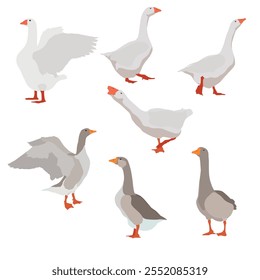Image of male geese in vector graphics, convenient for zooming
