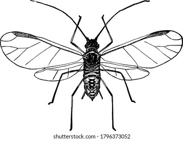 Image of male hop louse, vintage line drawing or engraving illustration.