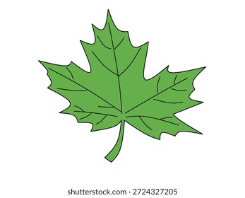 Imagen de la hoja de marihuana sobre un fondo blanco