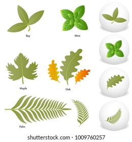 Imagen del dibujo del icono Set de hoja de palma de la bahía de arce de Mint.