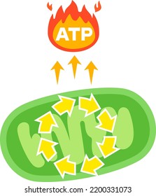 Image of mitochondria and citric acid cycle