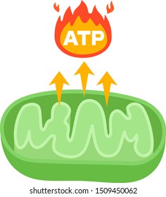 Image of mitochondria making ATP