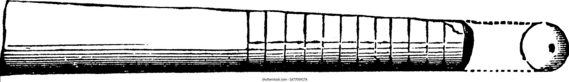 es una imagen de un molusco radiado, está en forma horizontal, mostrando una forma circular en el lado derecho de la imagen, dibujo o grabado de líneas antiguas 