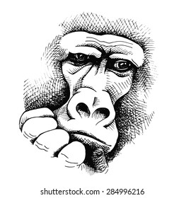 The image monkey gorilla. Vector illustration.