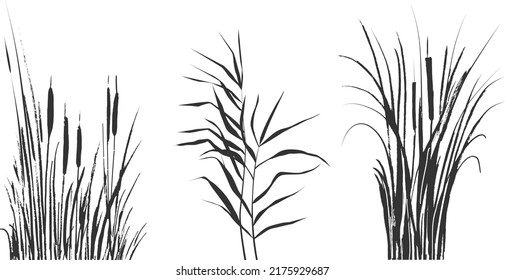 Image monochrome reed bulrush white background Isolated vector drawing 