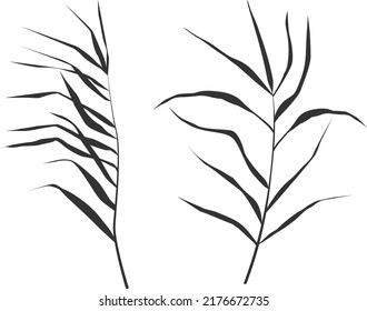 Image of a monochrome reed or bulrush on a white background.Isolated vector drawing.
