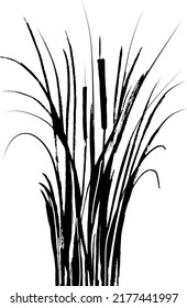 Image of a monochrome reed or bulrush on a white background.Isolated vector drawing.