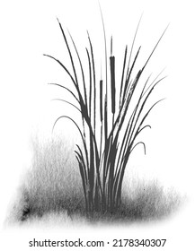 Image of a monochrome reed or bulrush on a white background.Isolated vector drawing.