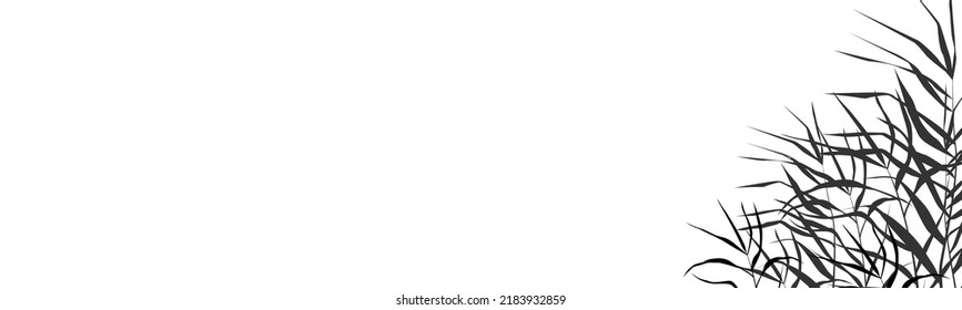 Image of a monochrome reed or bulrush on a white background.Isolated vector drawing.