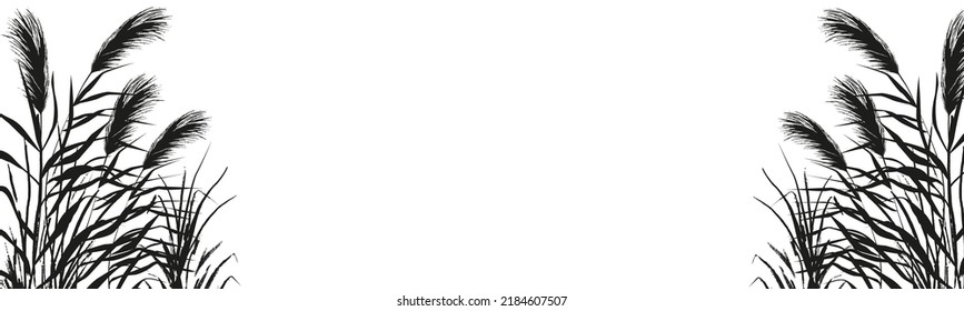 Image of a monochrome reed or bulrush on a white background.Isolated vector drawing.