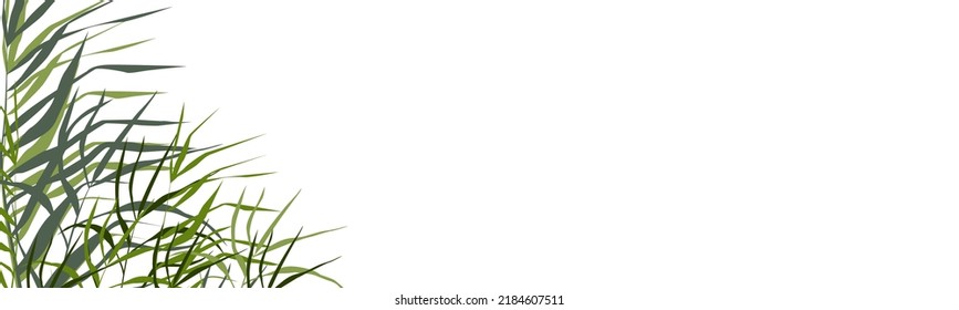 Image of a monochrome reed or bulrush on a white background.Isolated vector drawing.