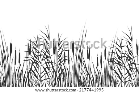Image of a monochrome reed or bulrush on a white background.Isolated vector drawing. Сток-фото © 