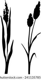 Image of a monochrome reed,grass or bulrush on a white background.Isolated vector drawing.Black grass graphic silhouette.