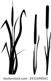 Image of a monochrome reed,grass or bulrush on a white background.Isolated vector drawing.Black grass graphic silhouette.