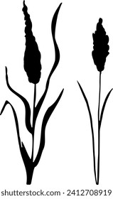 Image of a monochrome reed,grass or bulrush on a white background.Isolated vector drawing.Black grass graphic silhouette.
