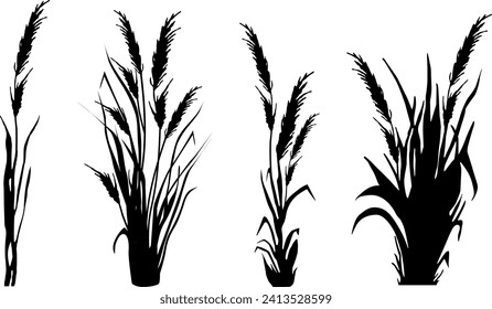 Image of a monochrome reed,grass or bulrush on a white background.Isolated vector drawing.Black grass graphic silhouette.