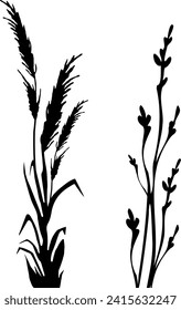 Image of a monochrome reed,grass or bulrush on a white background.Isolated vector drawing.Black grass graphic silhouette.