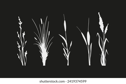 Image of a monochrome reed,grass or bulrush on a white background.Isolated vector drawing.Black grass graphic silhouette.