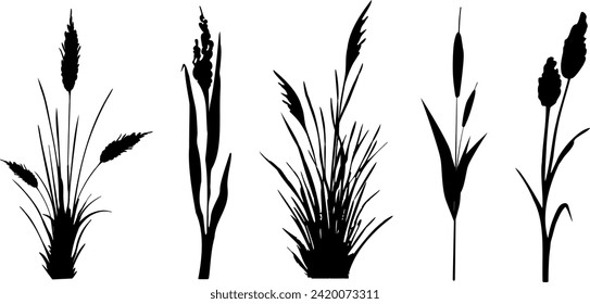 Image of a monochrome reed,grass or bulrush on a white background.Isolated vector drawing.Black grass graphic silhouette.